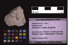 Foto (Objekt + Etiketten) von Decapoda indet. (NHMW-GEO-1990-0041-0150)